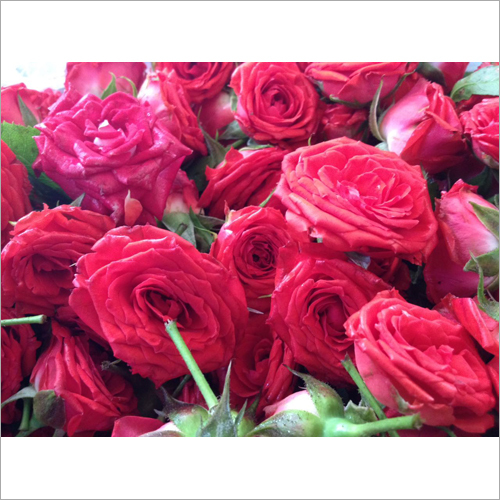 Red Rose