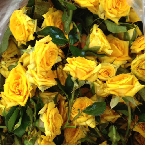 Yellow Rose