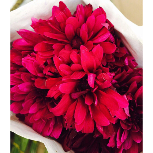 Red Dahlia Flower