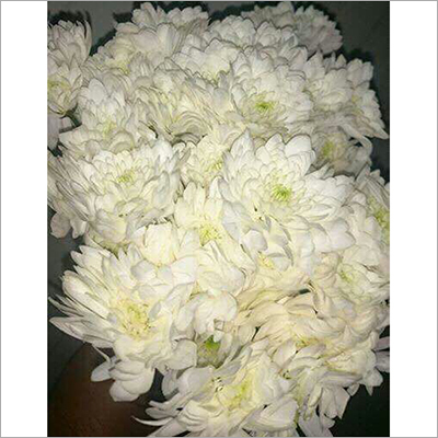 White Chrysanthemum Flower