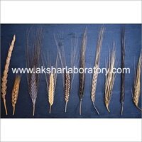 Agricultural Seeds Testing Services