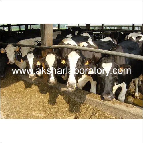 Cattle Feed Testing Services