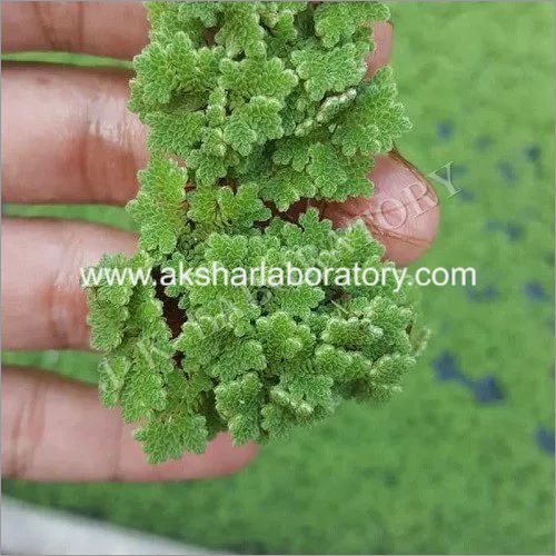 Bio Fertilizers Testing सेवाएं