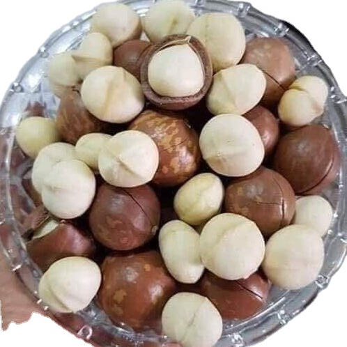 Raw Organic Macadamia Nuts with Shell and Without Shell