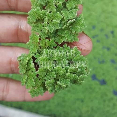 Natural Herbal Products Testing सेवाएं