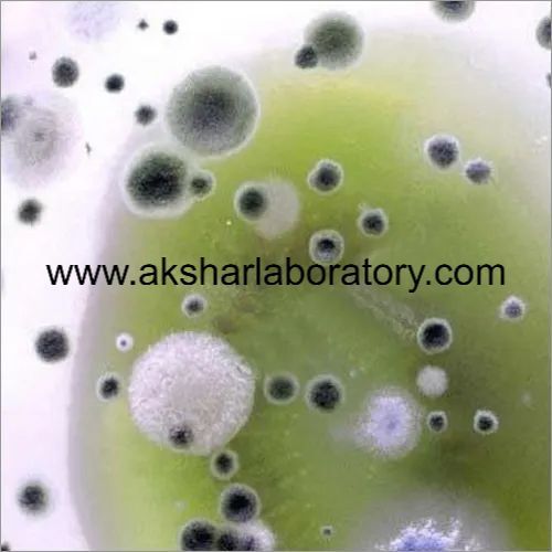 Bacterial Testing Services