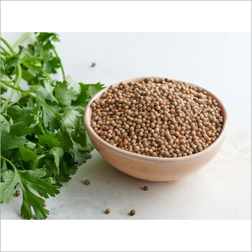 Yellow Coriander Seeds