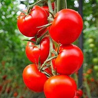 Fresh Tomato