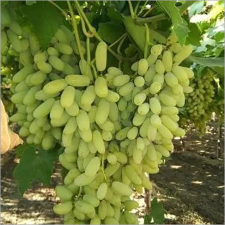 Fresh Grapes