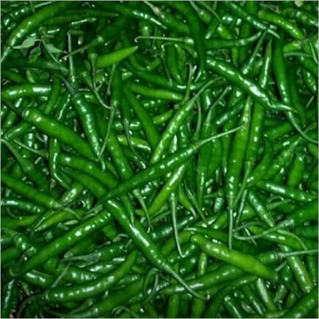 Green Chillies - Fresh Green Color | Shelf Life: 20 Days