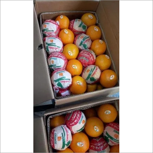 Egyptian Valencia Orange
