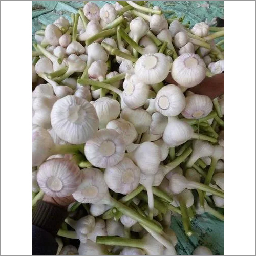 White Fresh Garlic Preserving Compound: Months