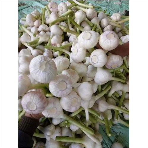 White Fresh Garlic