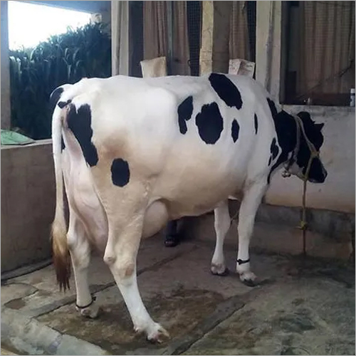 Pure Hf Cow