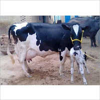 High Milk Capacity HF Cow