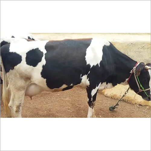Indian HF Cow