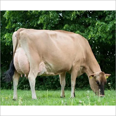 Young Jersey Cow