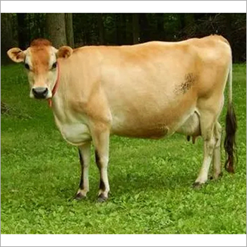 Pure Jersey Cow