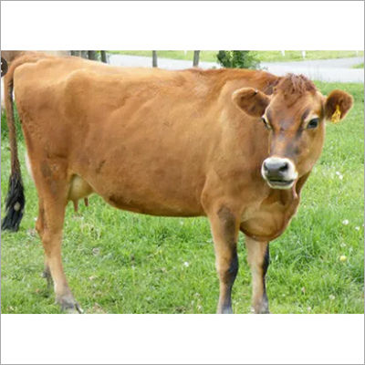 Indian Jersey Cow