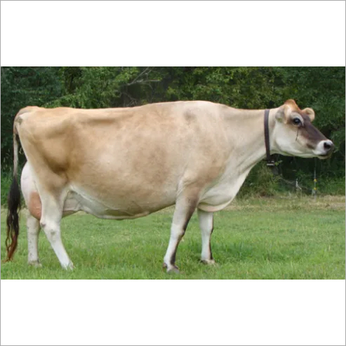 Healthy Jersey Cow