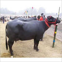 Healthy Murrah Buffalo
