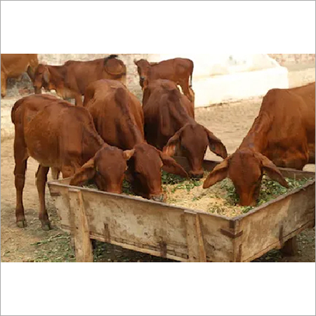 Dairy Sahiwal Cattle