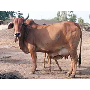 Pure Sahiwal Cow