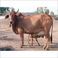 Pure Sahiwal Cow