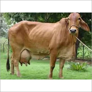 High Milk Capacity Sahiwal Cow