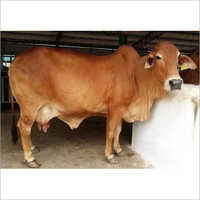 Healthy Sahiwal Cow
