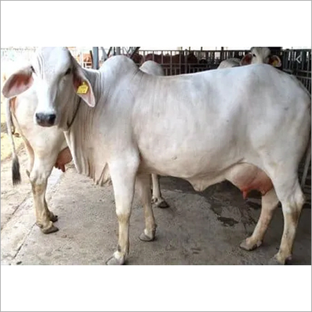 Pure Tharparkar Cow