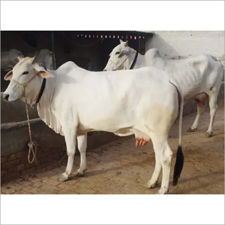 High Milk Capacity Tharparkar Cow