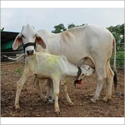 Healthy Tharparkar Cow