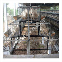A Type Chicken Layer Cage