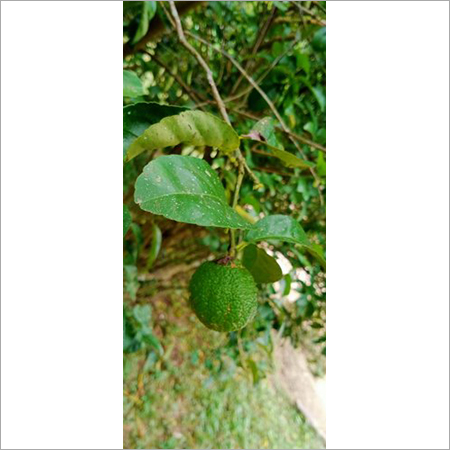 Organic Dry Kaffir Leaves