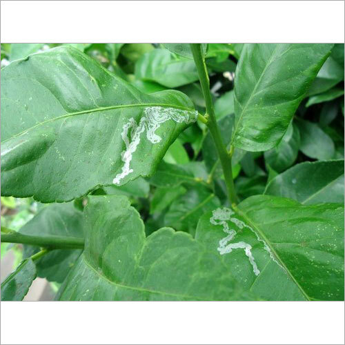 Citrus Leaf Miner - CLM Pheromone Lure