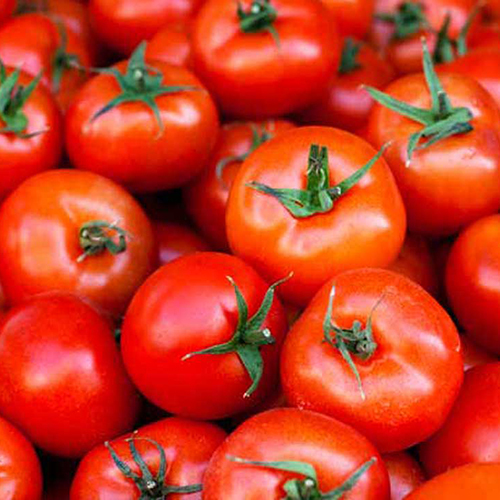 Fresh Tomatoes