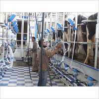 Herringbone Milking Parlor