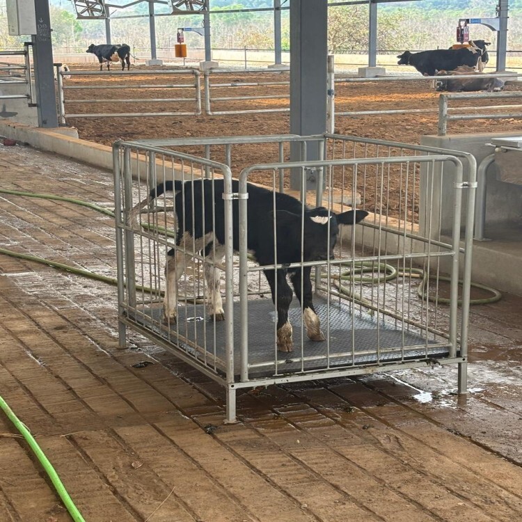 Calf Cages - Color: Grey