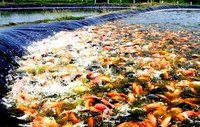 Hdpe Fisheries / Aquaculture Polythene Sheets