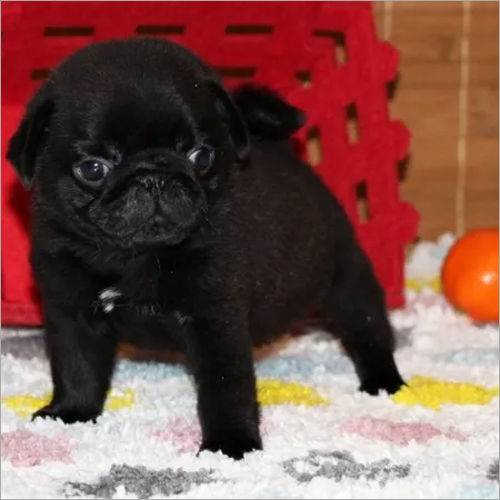 Missy Pug Puppies