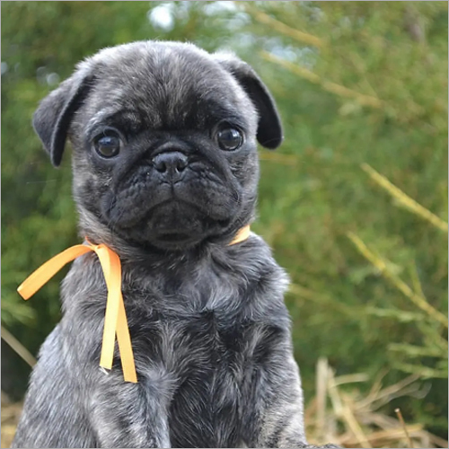 Mauwat Pug Puppies By PM PUG & PUPPIES