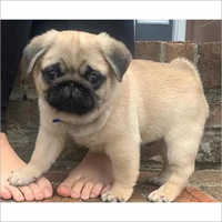 Vincy Pug Puppies