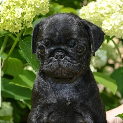 Jack Pug Puppies By PM PUG & PUPPIES