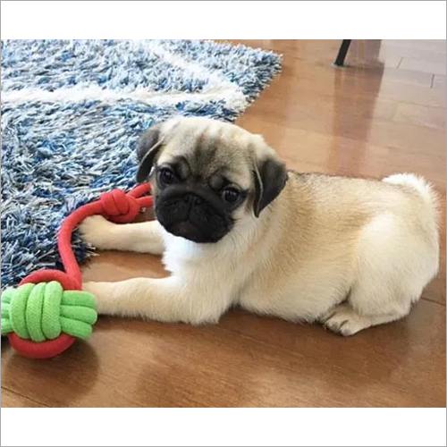 Bobm Pug Puppies
