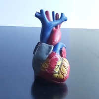 Anatomical Model