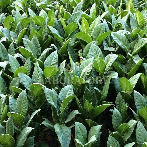 Nicotine Testing सेवाएं