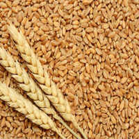 Pure Wheat