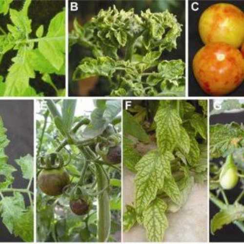 Viral And Bacterial Diseases Pesticides