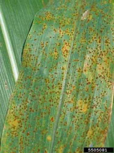 Fungal Attack Application: Agriculture